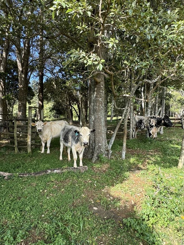 Norfolk Blue cows on the farm