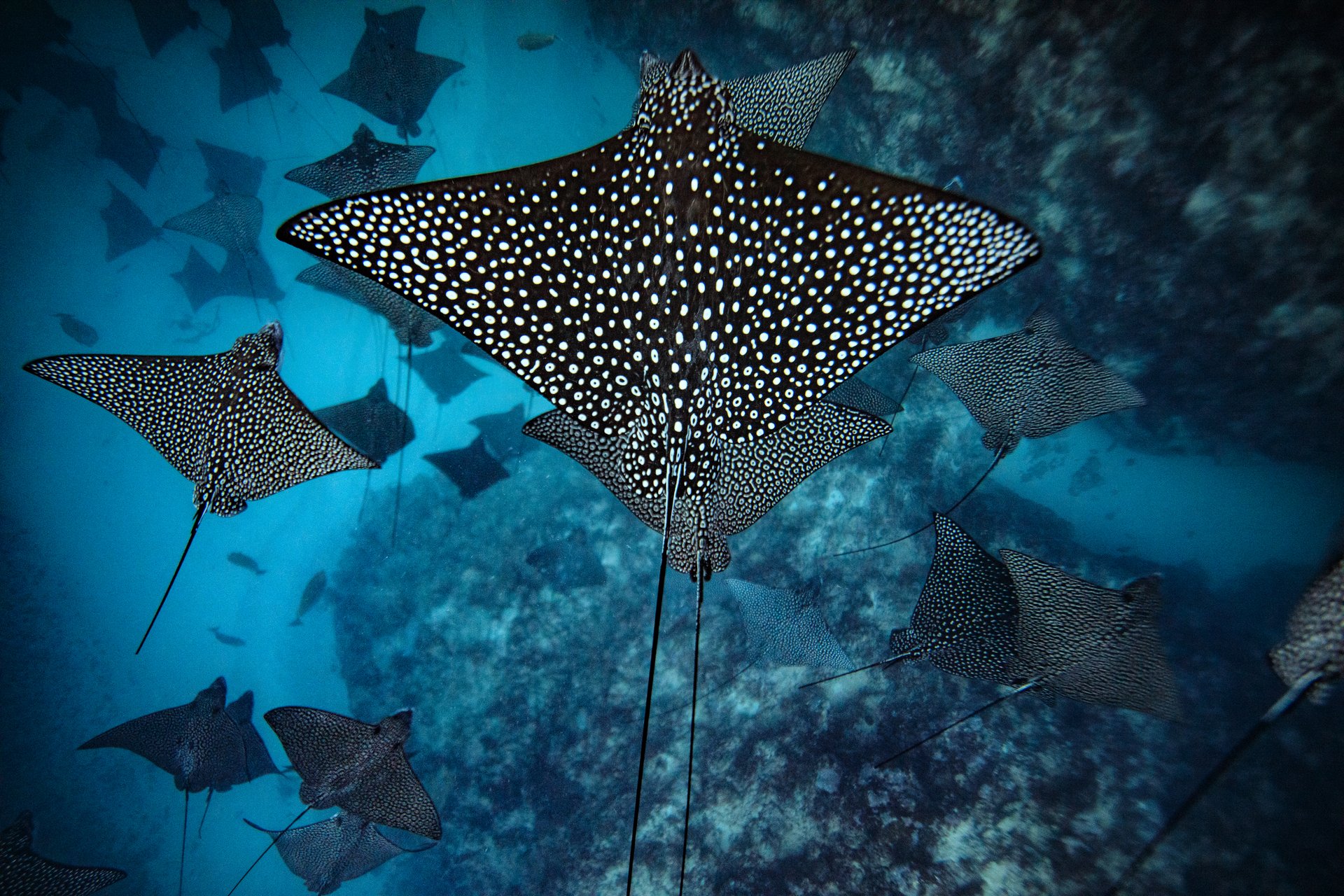 Eagle Ray in Avaaroa Passage