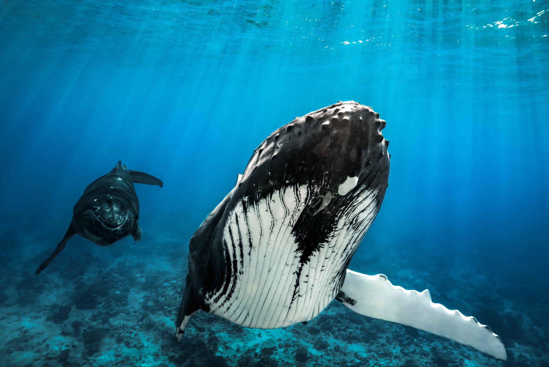Whales by Charlotte Piho